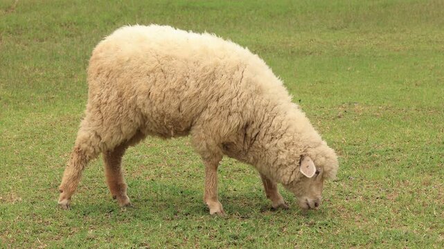sheep and lamb