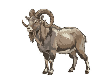 Male ram wild mountain sheep vector illustration on white background