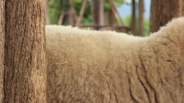 sheep in the grass