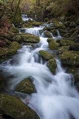 Obraz premium Beautiful mountain stream cascading over mossy rocks in autumn forest, scenic long exposure landscape of a river in wilderness.