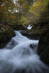 Obraz premium Beautiful mountain stream cascading over mossy rocks in autumn forest, scenic long exposure landscape of a river in wilderness.
