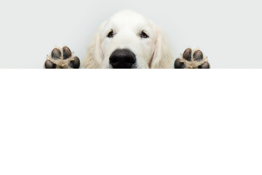 Portrait blind golden retriever puppy dog peeking out from behind a white blank. Isolated on white background