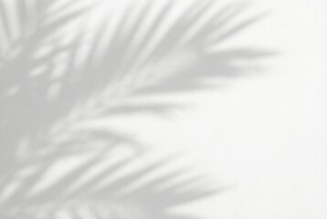 Obraz premium Palm leaf shadow on white wall. Minimal composition with sunny summer feel. Abstract organic background for product display or creative design. Elegant natural light interior backdrop.