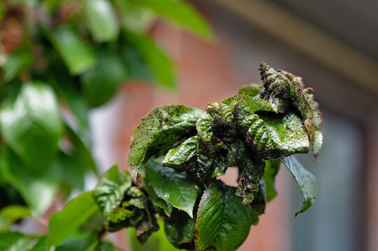 Close-up of infested green leaves with aphids on a tree branch in a garden setting