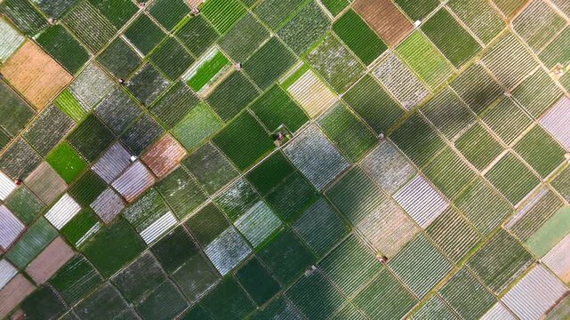Aerial view of the colorful patchwork agricultural fields in Sembalun, West Nusa Tenggara, Indonesia.