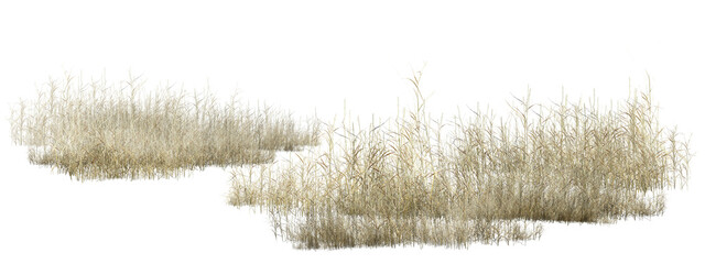 grass isolated on white/High-resolution isolated dry grass clusters on white background, perfect for architectural rendering and digital collage. 