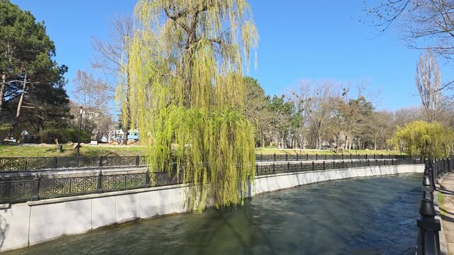 Salgir river flowing through simferopol city featuring a vibrant weeping willow tree displaying new spring foliage along a well-maintained riverside promenade under clear blue skies