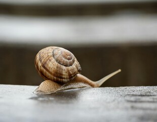 snail on a leaf © Zulhoiri