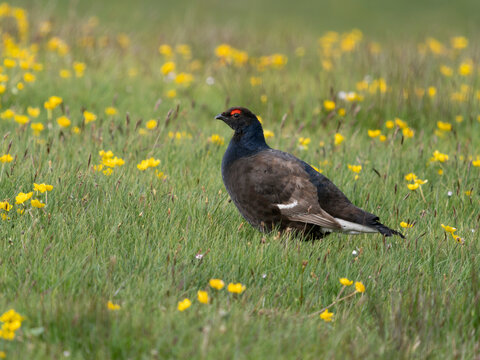 Black grouse, Tetrao tetrix
