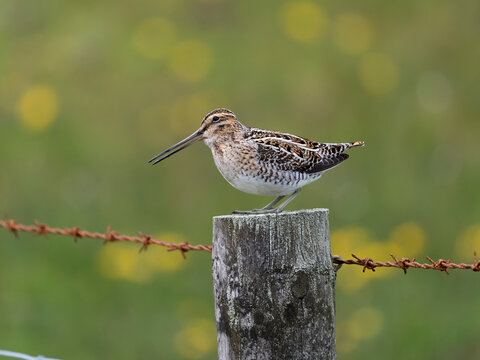 Common snipe, Gallinago gallinago