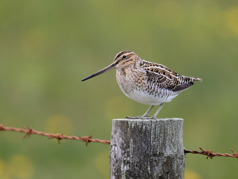 Common snipe, Gallinago gallinago