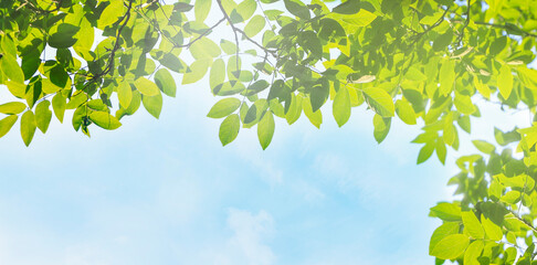 blue sky and green tree leaves © Rimma