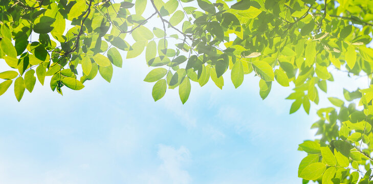 blue sky and green tree leaves