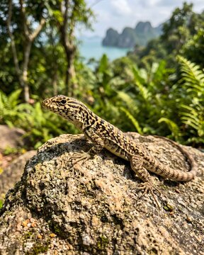 Rare Leiolepis ngovantrii Lizard Vietnam Wildlife.