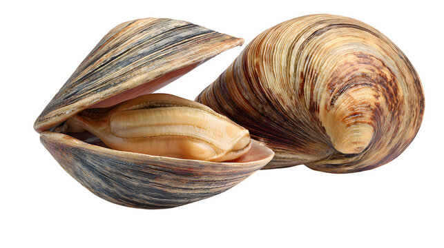 Fresh raw clam with open shell showing meat isolated on transparent background