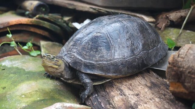 A turtle walking in the yard