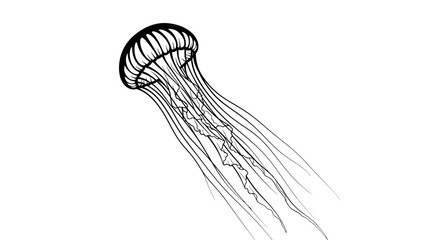 Stylized Jellyfish Illustration © role