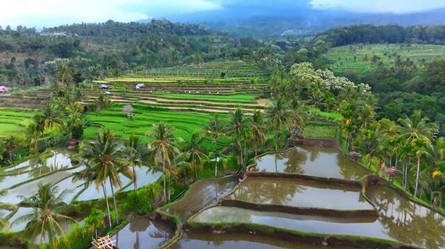 Aerial view of the lush Senaru Rice Fields with terraced water paddies and tropical palm trees in Bayan, West Nusa Tenggara, Indonesia.