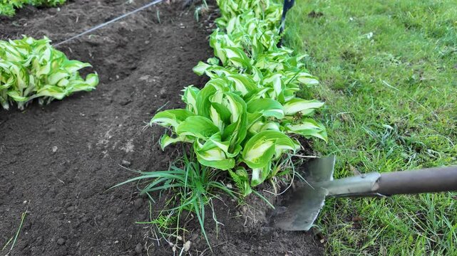 Gardener digging out hosta plants with shovel in backyard garden, perennial plant division and garden maintenance