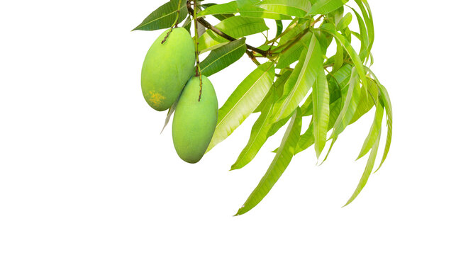 Two green unripe mangoes hanging on a branch with leaves isolated on a white background ready for harvest food ingredients fruit tree asian fruit common mango mangifera indica tropical