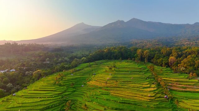 Aerial view of Senaru Rice Fields with lush green terraces and majestic mountains under a golden morning sky in Bayan, West Nusa Tenggara, Indonesia.