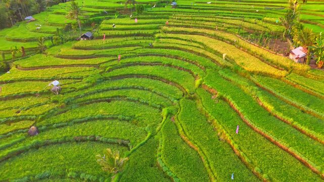Aerial view of Senaru Rice Fields with lush green terraces and a small hut under warm sunlight in Bayan, West Nusa Tenggara, Indonesia.