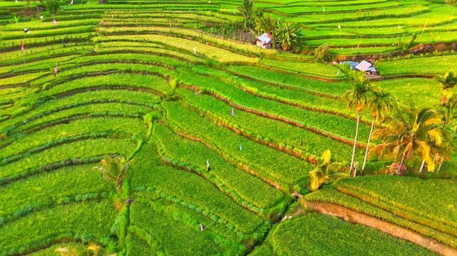 Aerial view of the lush green Senaru Rice Fields with terraced slopes and palm trees under bright sunlight in Bayan, West Nusa Tenggara, Indonesia.