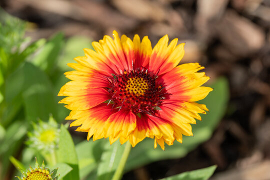 Gaillardia x grandiflora 'Kobold' a spring summer flower plant commonly known as blanket flower, gardening stock photo image