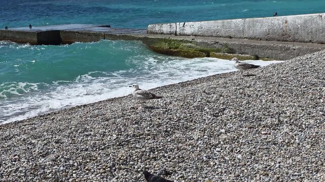 Seagulls are walking along a serene pebble beach as turquoise waves gently break against concrete pier foundations, creating a tranquil coastal scene under bright daytime sunshine