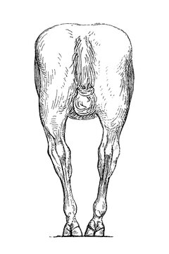 Horse hindquarters, narrow stance, rear view with detailed line textures, vintage engraving, old vintage illustration, 1889.