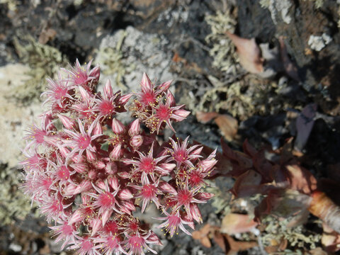 blume rot natur