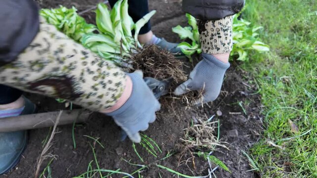 Gardener trimming hosta roots with pruning shears in backyard garden, perennial maintenance and transplant preparation