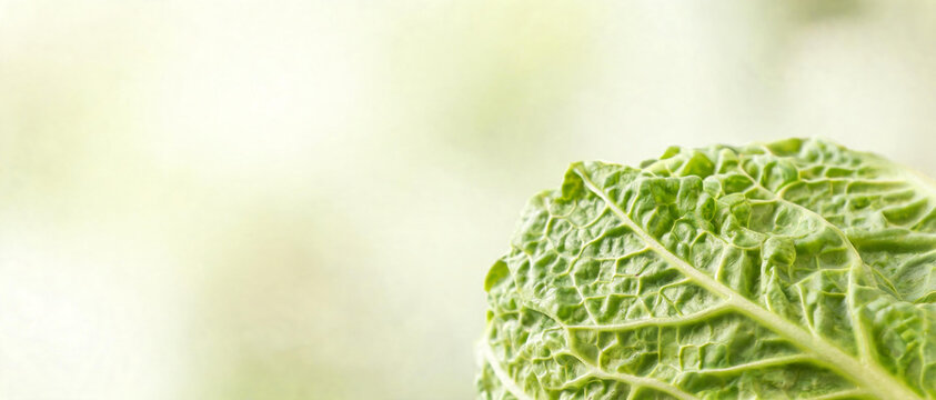Close-up shot of a textured green savoy cabbage leaf with distinct veins on a soft blurred light background.