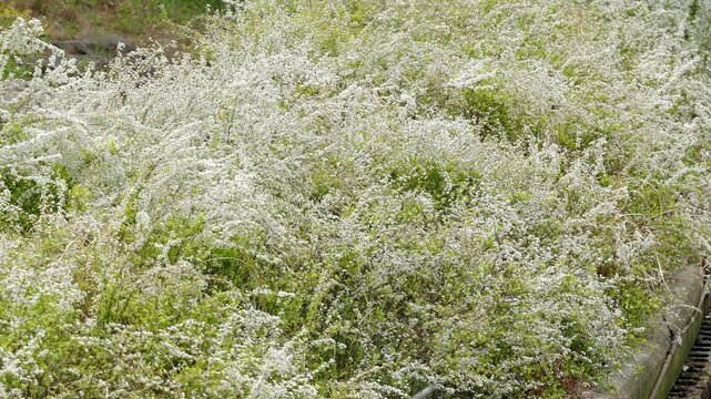 Masses of white bridal wreath spirea
