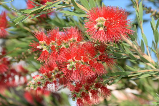 Callistemon viminalis