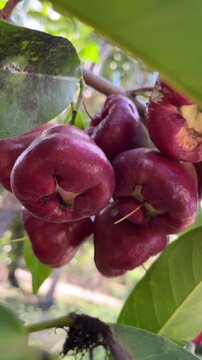 4K Close Up of Red Wax Apple Fruit on Tree Branch Tropical Rose Apple in Natural Sunlight