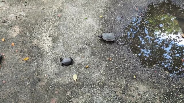 Small Turtle Walking Near Water Puddle on Wet Ground Outdoor Close Up