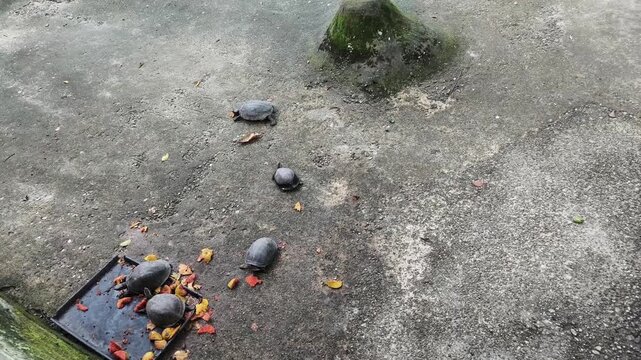 a small turtle that is eating