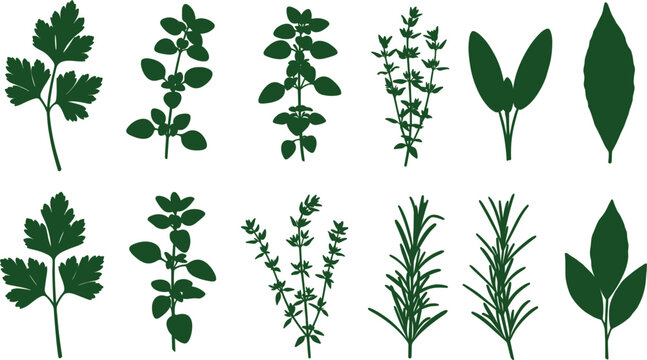 Herb Vector Illustration Set Featuring Parsley, Basil, Thyme, Rosemary, and Other Fresh Greenery for Culinary, Botanical, and Organic Food Design Graphics