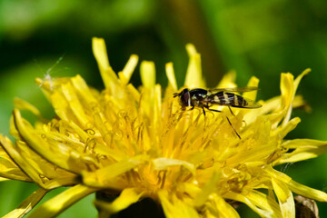Hoverfly feeding on yellow dandelion flower, macro of pollinator insect in nature © Vivid Moments