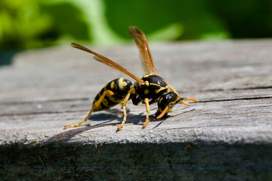 Paper wasp on old wooden surface, macro of yellowjacket insect close-up
