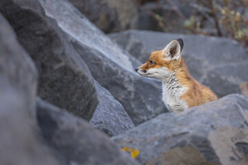 Fototapeta premium Young red fox cub in nature curious and to explore the world