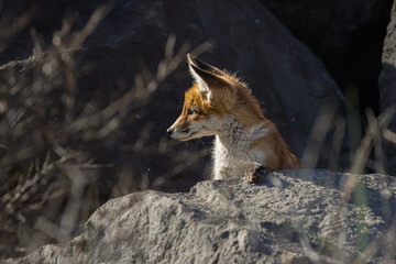 Fototapeta premium Young red fox cub in nature curious and to explore the world