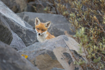 Fototapeta premium Young red fox cub in nature curious and to explore the world