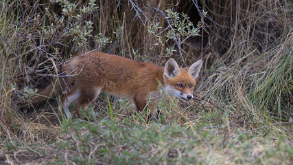 Fototapeta premium Young red fox cub in nature curious and to explore the world