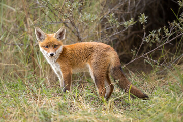 Fototapeta premium Young red fox cub in nature curious and to explore the world