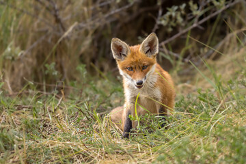 Fototapeta premium Young red fox cub in nature curious and to explore the world