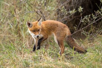 Fototapeta premium Young red fox cub in nature curious and to explore the world