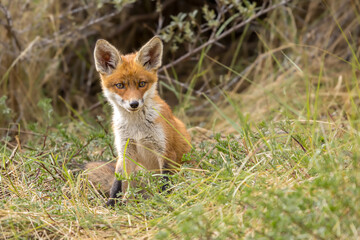 Fototapeta premium Young red fox cub in nature curious and to explore the world