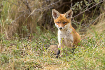 Fototapeta premium Young red fox cub in nature curious and to explore the world